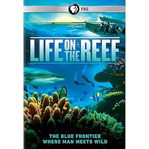 Life on the Reef