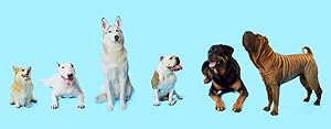 How Dogs Got Their Shapes