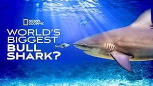 World's Biggest Bull Shark?