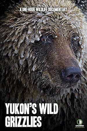 Yukon's Wild Grizzlies