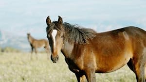 American Horses