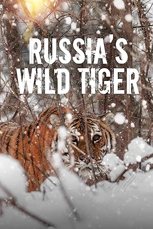 Russia's Wild Tiger