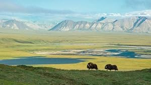 Nature: American Arctic