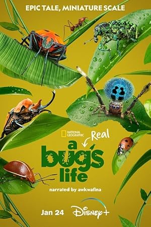 A Real Bug's Life